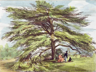 The Lebanon Cedar Tree in the Arboretum, Kew Gardens, plate 21 from 